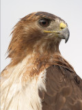 hawk15.jpg 
