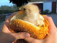 chickbabyinsandwich.jpg