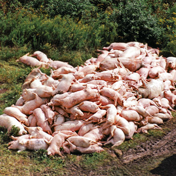 pigsdeadinpilewannavegdotcom.jpg 