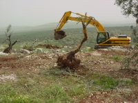 200_destroying_trees_at_masha.jpg