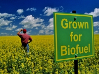 grown-biofuel_1.jpg