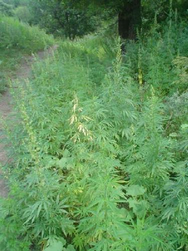 marijuana-field.jpg