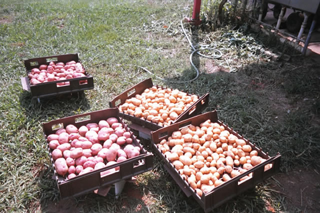 farmpotatoes.jpg