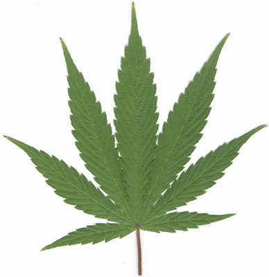 marijuana_leaf.jpg 