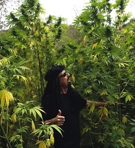Хорхе сервантес высший пилотаж выращивания марихуаны скачать свобода наркотики