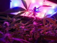 led-grow-lights_4-17-10.jpg