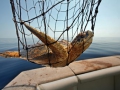 kempsoilrescueprotecting-turtles-gulf-oil.jpg_full_380.jpg