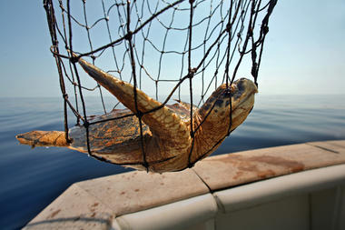 kempsoilrescueprotecting-turtles-gulf-oil.jpg_full_380.jpg 