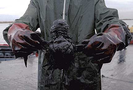 oil-spill-effects.jpg 