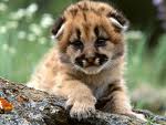 mountain_lion.jpg 