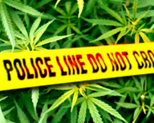 marijuana-grow.jpeg