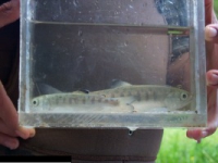 gvc-coho-smolt-03.jpg