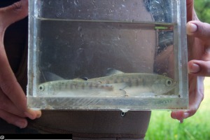 gvc-coho-smolt-03.jpg 