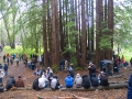 redwood-rings_4-20-11.jpg