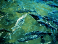 chinook_salmon.jpg