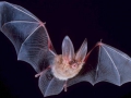 bat_world_sanctuary.jpg