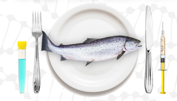 genetically-engineered-salmon.png