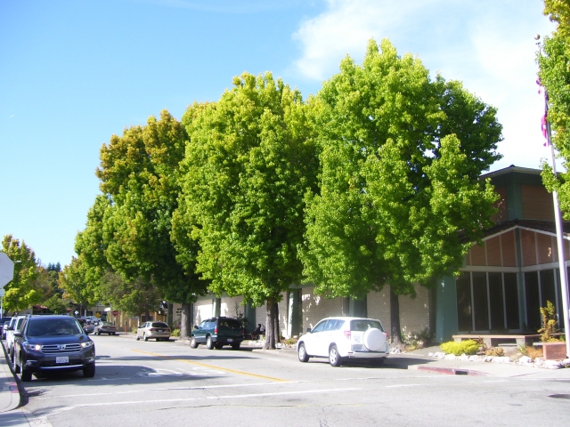 640_heritage-trees.jpg 