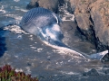 120_blue-whale1.jpg