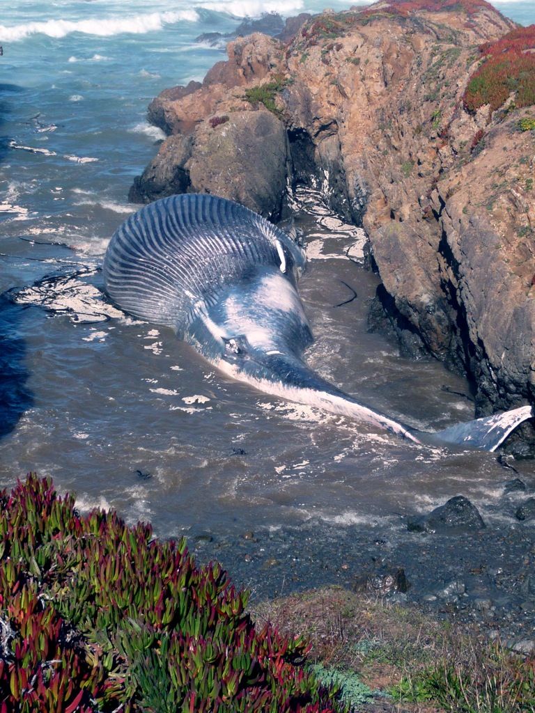 When the MLPA Killed a Blue Whale : Indybay