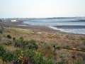 120_dsc01616_tidal_marshes_near_queenscliff.jpg