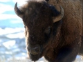 120_bison-jardine.jpg