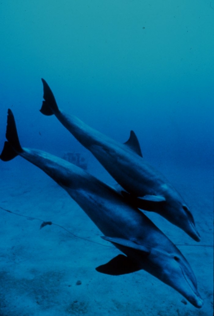 640_nur02014.jpg original image ( 700x1028)