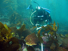 anacapa_survey.jpg 