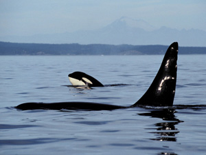 orca_300_jpg_73917.jpg