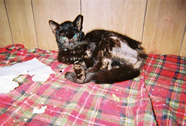 640_caboodle_ranch_hsus_cat_with_missing_patches_of_hair_in_office_trailer.jpg