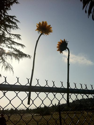 susiecagle_occupythefarm.jpg 