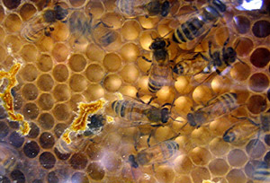 bees-on-comb.jpg 