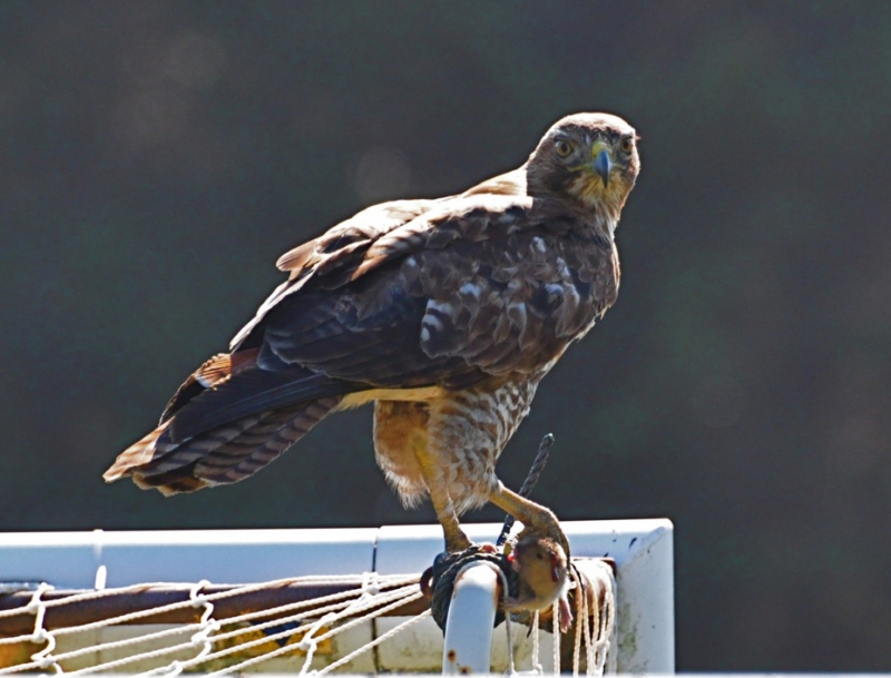 800_red_tail_hawk_at_beach_chalet.jpg