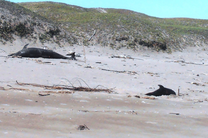 615-dead-dolphins-found-along-peruvian-coast-ocra-peru-1.jpg 