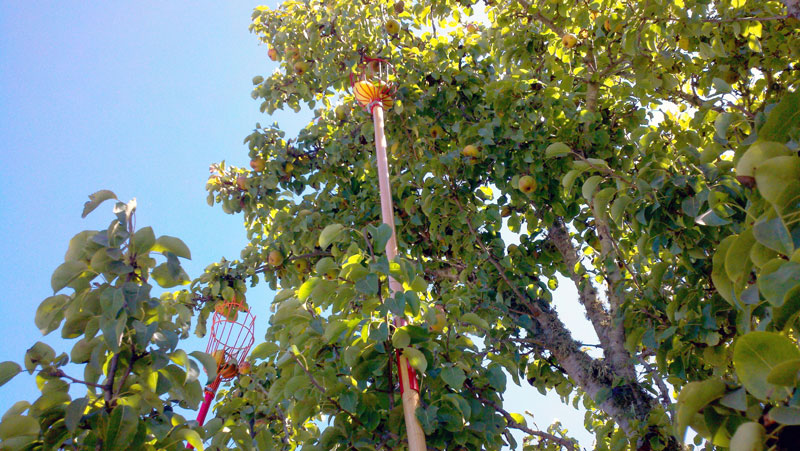 santa-cruz-fruit-tree-project_12_8-26-12.jpg 