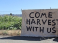 occupythefarm-harvest5_20120909_002.jpg