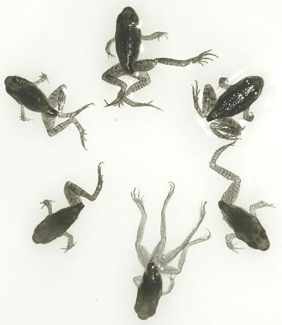 frogs_1.jpg 