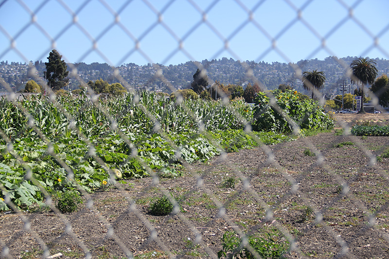 occupythefarm-harvest5_20120909_001.jpg 