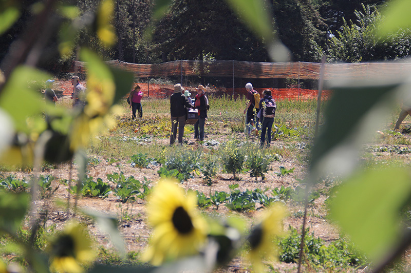 occupythefarm-harvest5_20120909_011.jpg 