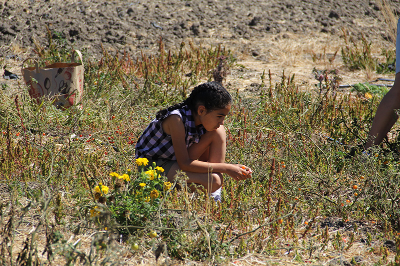 occupythefarm-harvest5_20120909_018.jpg 