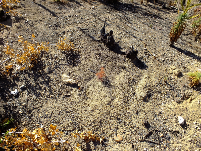 800_angeles_national_forest_september_12__2012_seedling_graveyard_photo_by_corina_roberts_23107.jpg 