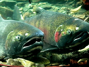 coho.gif 