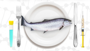 genetically-engineered-salmon-300x171.png 