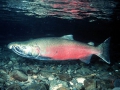 coho-salmon.jpg