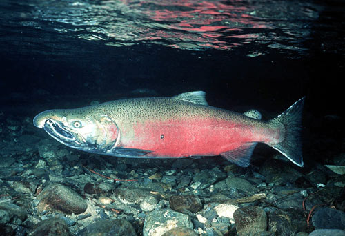 coho-salmon.jpg 