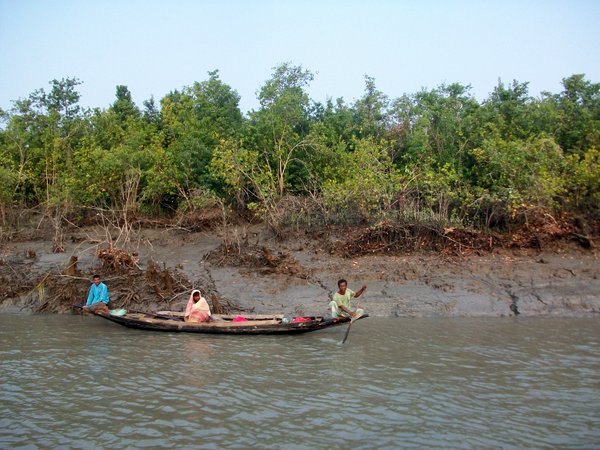 sundarbans_mangroves6___wildteam.jpg 