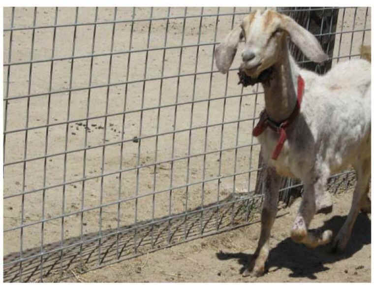 santa-cruz-biotechnology-goat-3.jpg 