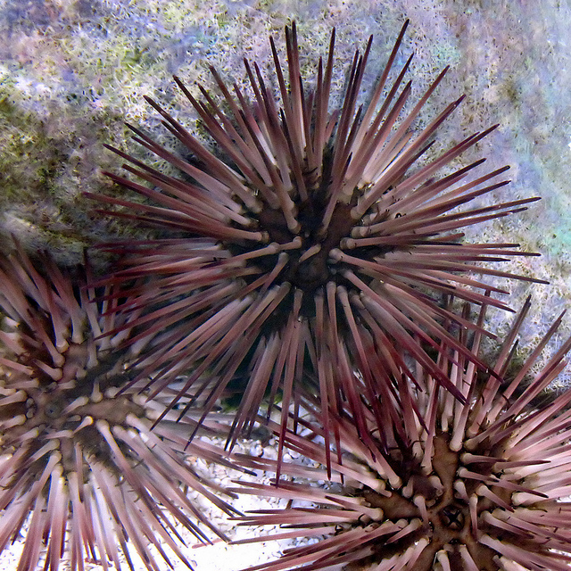 20130204_sea_urchins.jpg 