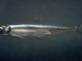 120_hypomesus_transpacificus_1_1.jpg