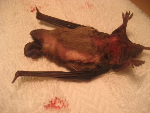 amandalollarkilledthisbat.jpg 